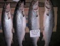 /album/fotogaleria-isiflor-productos-del-mar/salmon-salar-jpg/